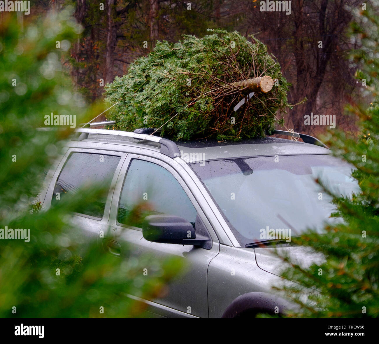 Weihnachtsbaum auf dem Autodach Stockfoto