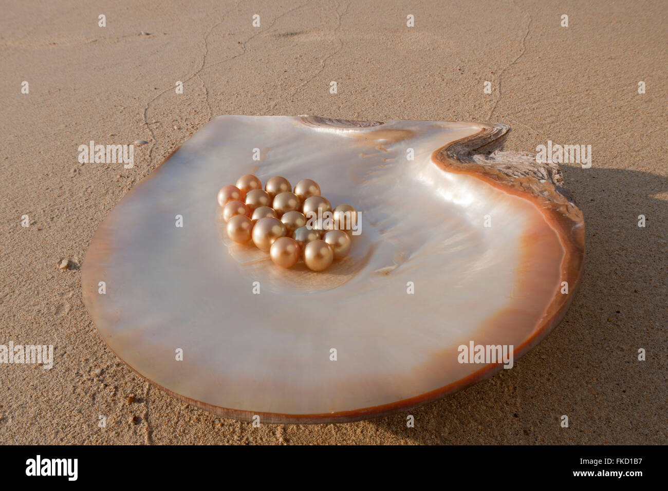 Jewelmer Pearlfarm, eine Pinctada Maxima Shell mit lose goldene Perlen. Ein vollkommenes kann bis zu 10.000 US$ fangen Stockfoto