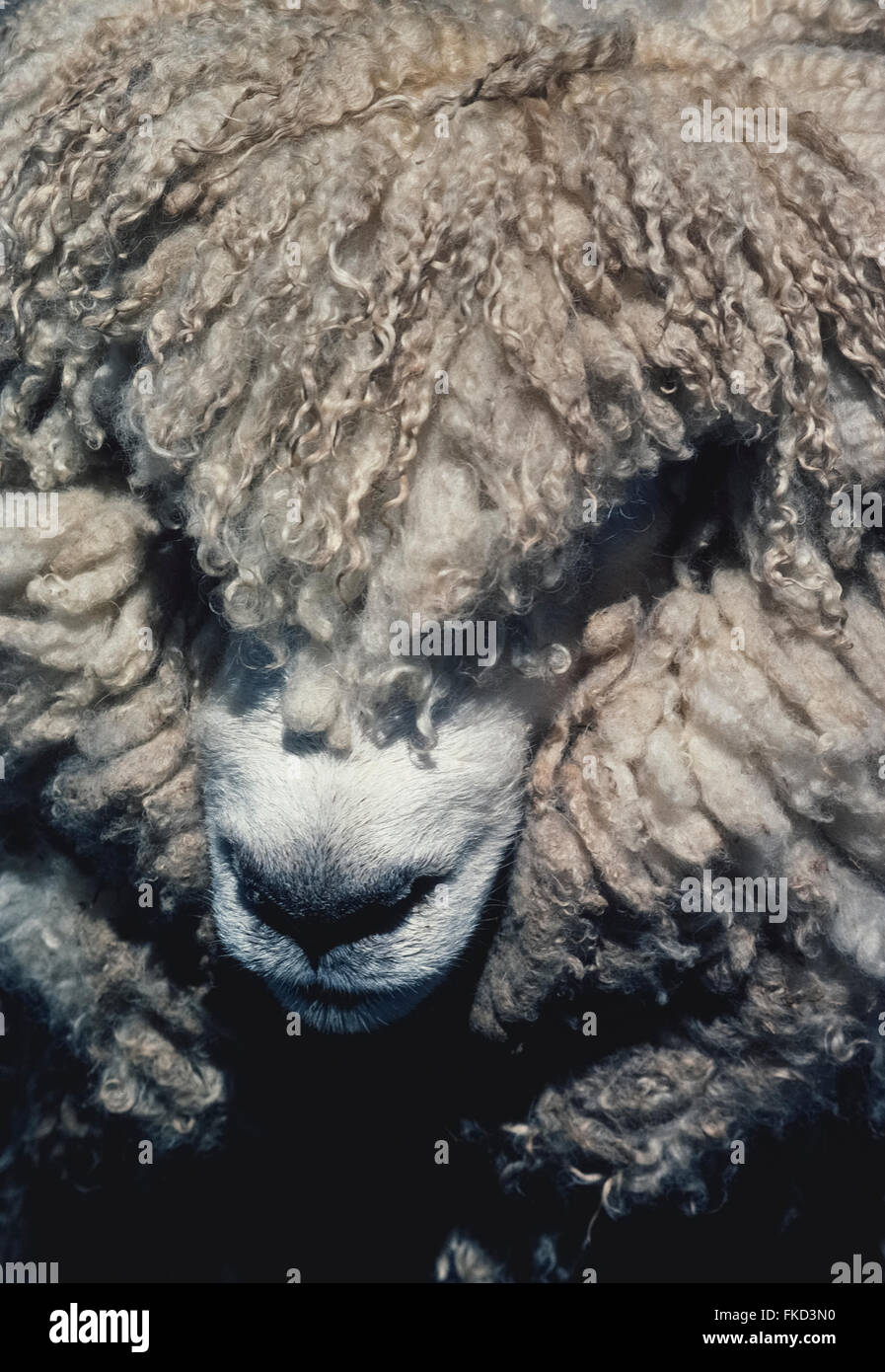 Das dicke wollige Fell dieser Schafe in Neuseeland verbirgt sich die meisten von seinem Gesicht. New Zealand Schafpopulation auf rund 30,002015 Millionen gesunken, aber dieser Nation ikonischen Nutztier noch zahlenmäßig überlegen sein Volk sechs zu eins. Stockfoto