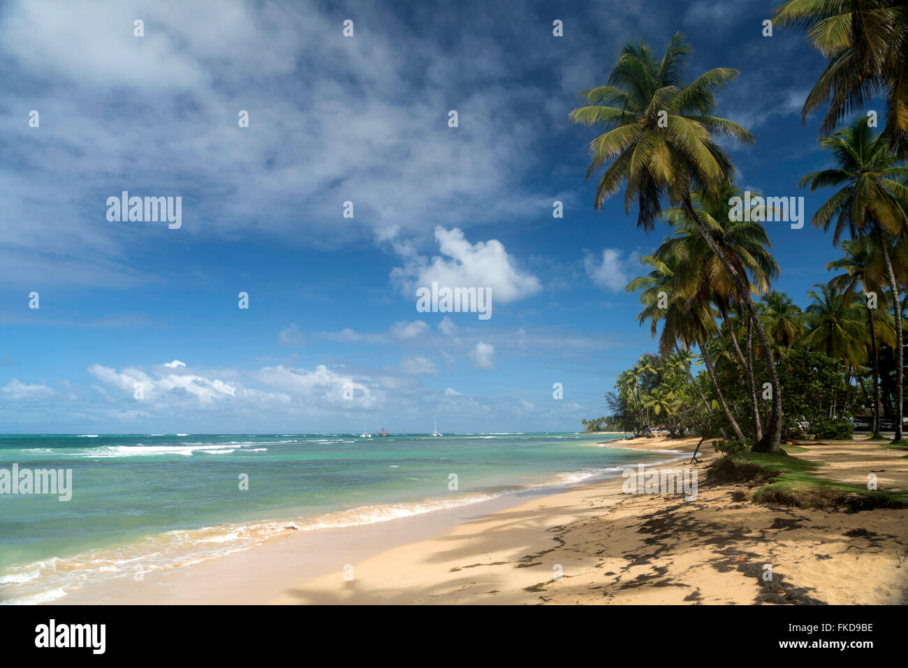 Palmen gesäumten Strand in Las Terrenas, Halbinsel Samaná, Dominikanische Republik, Karibik, Amerika, Stockfoto