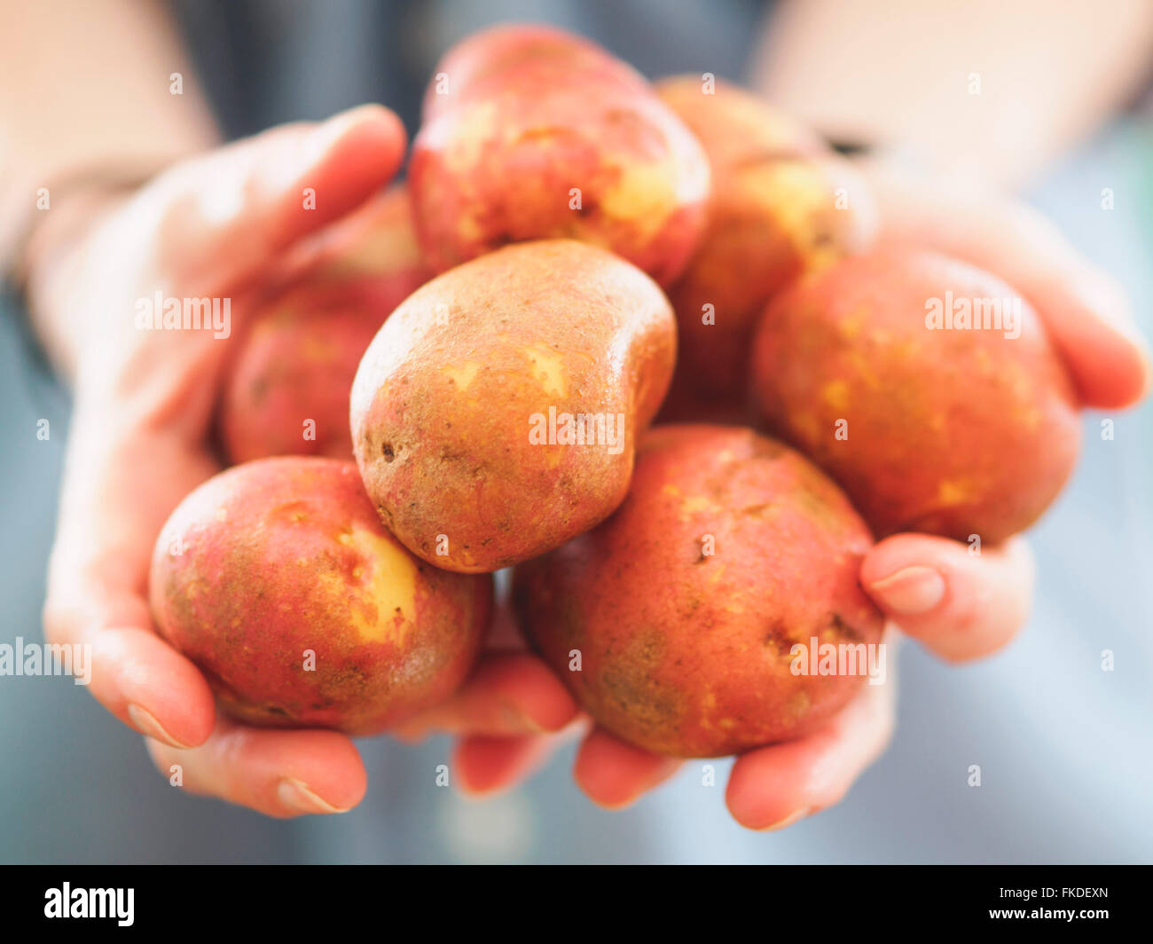 Frau Holding Kartoffeln Stockfoto