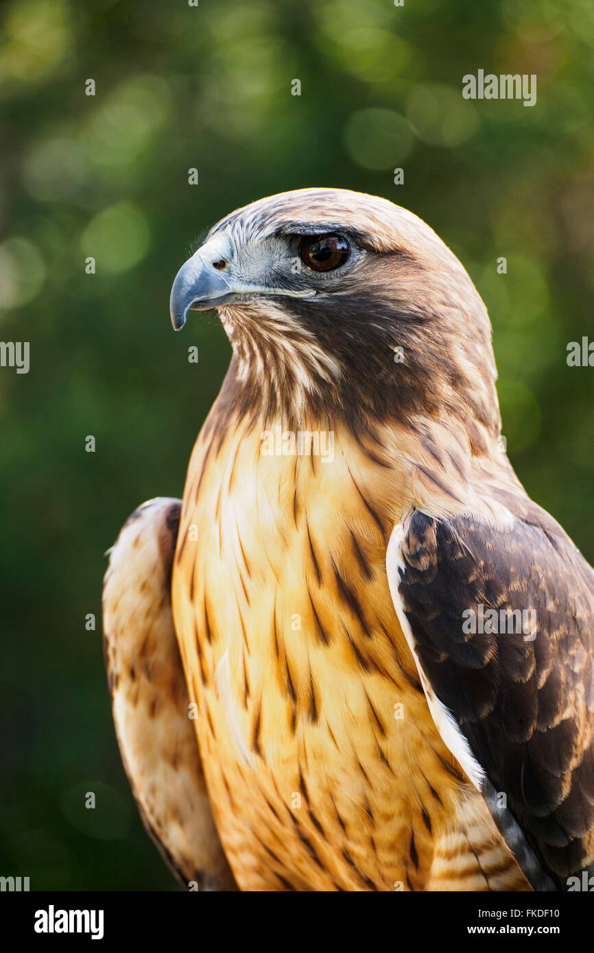 Porträt von Wanderfalke (Falco Peregrinus) Stockfoto