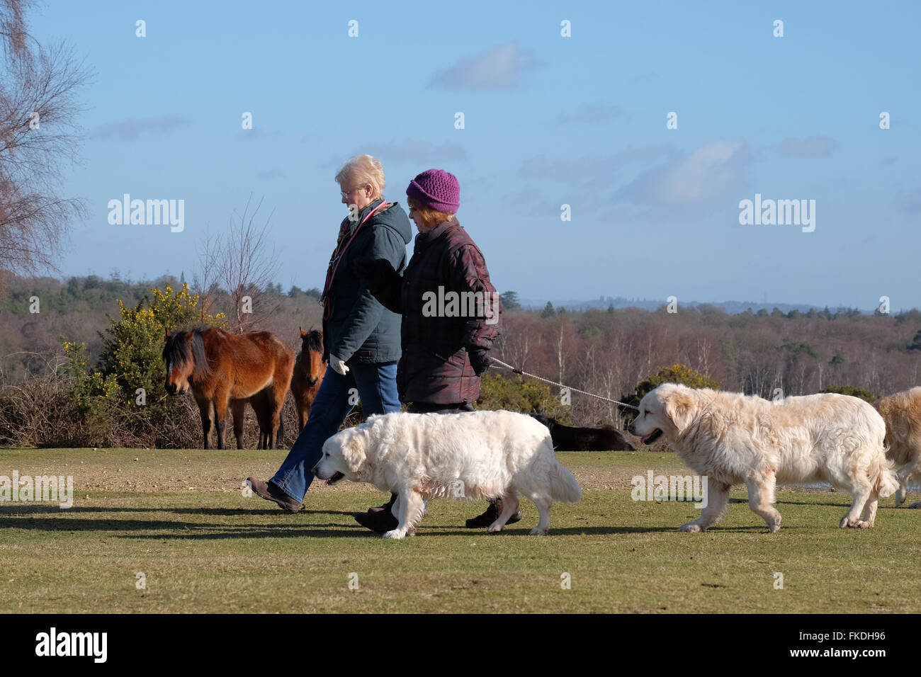 Menschen, die ihre Hunde im New Forest National Park, Hampshire, UK Stockfoto