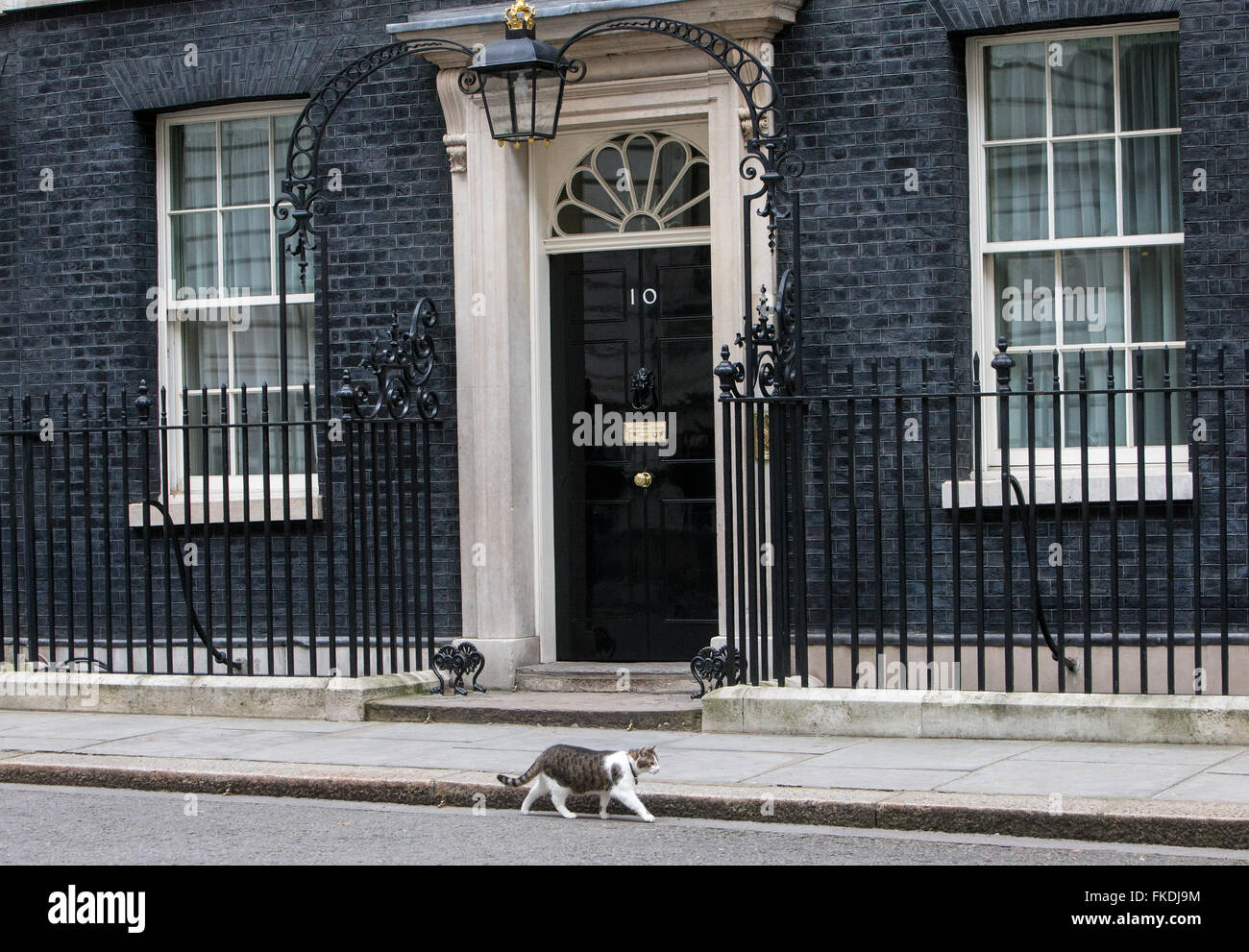 Larry Downing Street Katze, Chief Mouser, Cabinet Office. Larry ist eine braune und weiße Tabby, an der Tür Nummer 10 Stockfoto