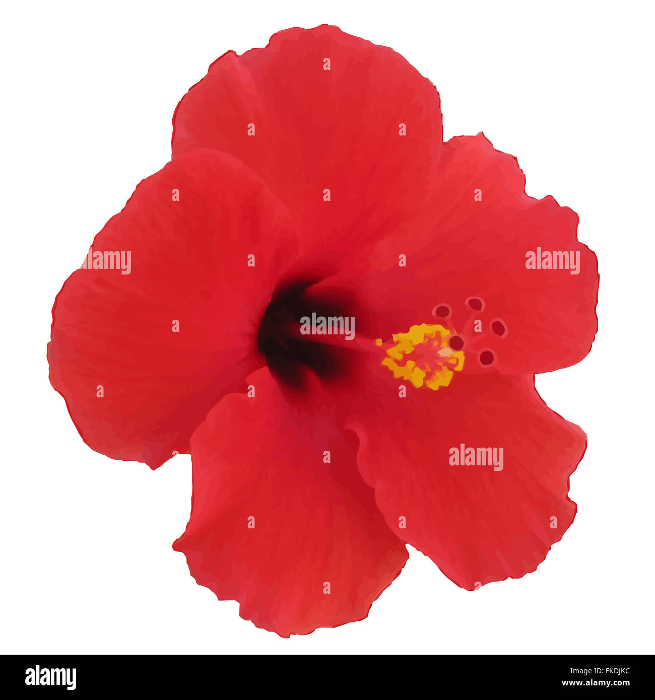 Rote Hibiskusblüten. Vektor-Illustration. Tropische Pflanze. Stockfoto
