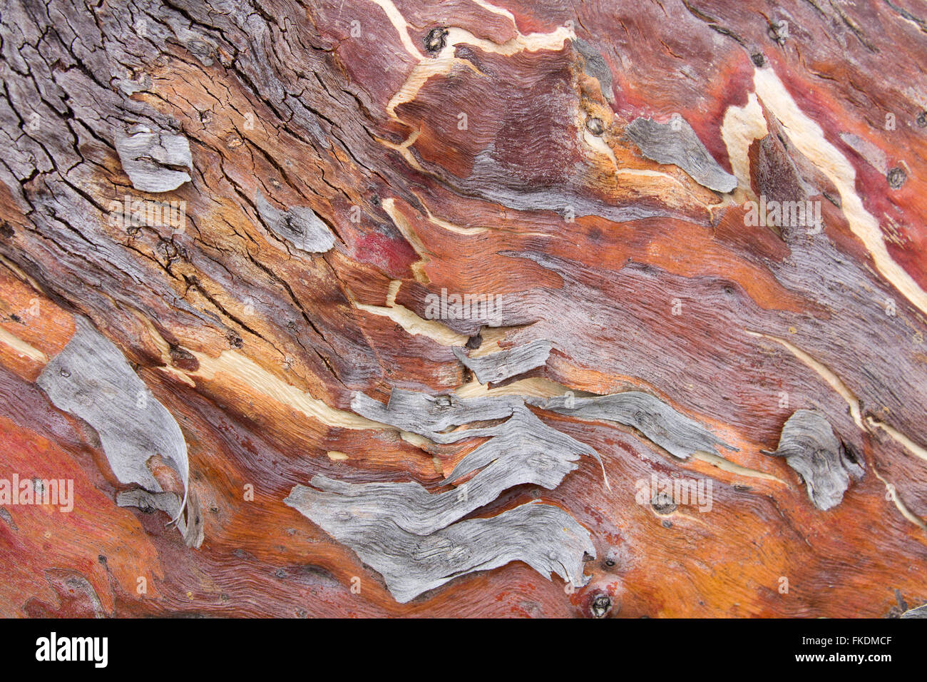 Texturen der Rinde in der Murchison River Gorge bei Ross Graham, Kalbarri National Park, Western Australia Stockfoto