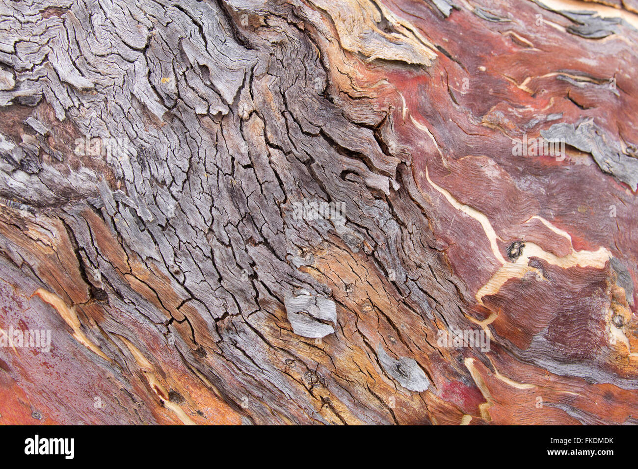 Texturen der Rinde in der Murchison River Gorge bei Ross Graham, Kalbarri National Park, Western Australia Stockfoto