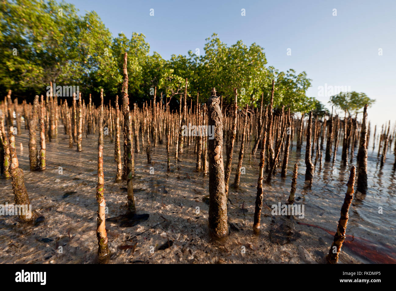 Wurzeln des Baumes schwarze Mangrove (Avicennia Germinans) Stockfoto