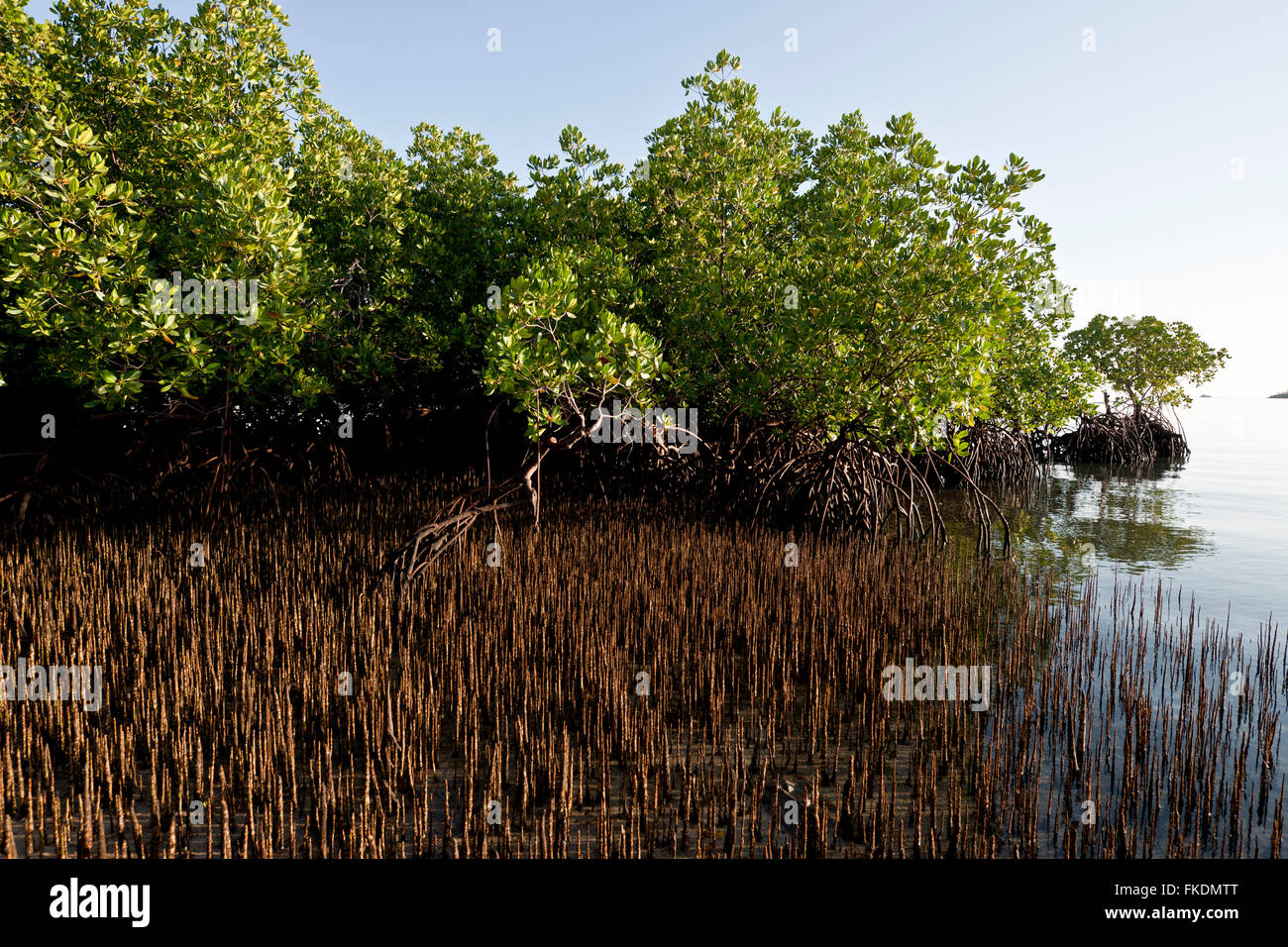 Wurzeln des Baumes schwarze Mangrove (Avicennia Germinans) Stockfoto