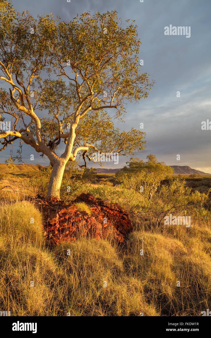 ein Eukalyptusbaum im letzten Licht des Tages, Hamersley Gorge, Karijini-Nationalpark, Pilbara, Western Australia Stockfoto