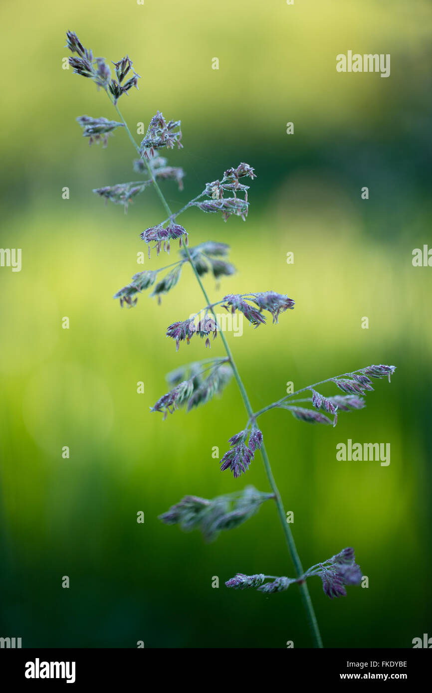 Sommer-Wachstum in Hecken, Milborne Wick, Dorset, England, UK Stockfoto