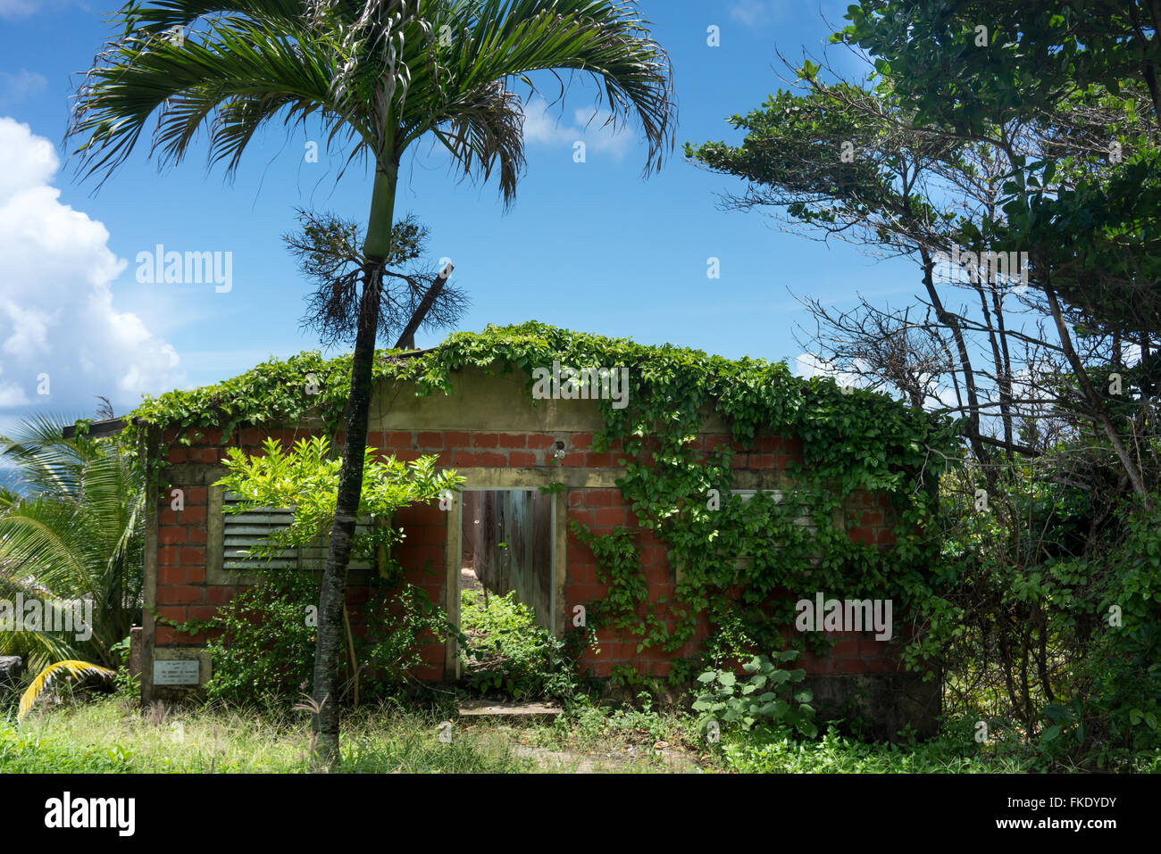 Alte verlassene Haus zusammen mit Bäumen und Kletterpflanzen, Trinidad, Trinidad und Tobago Stockfoto