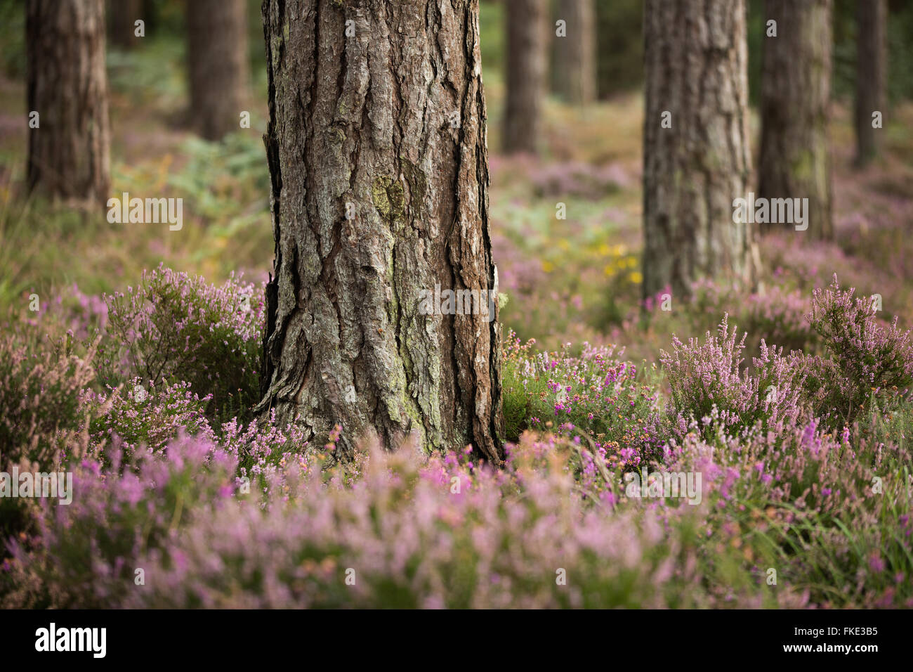 Heather in Wareham Wäldern im Spätsommer, Dorset, England, UK Stockfoto