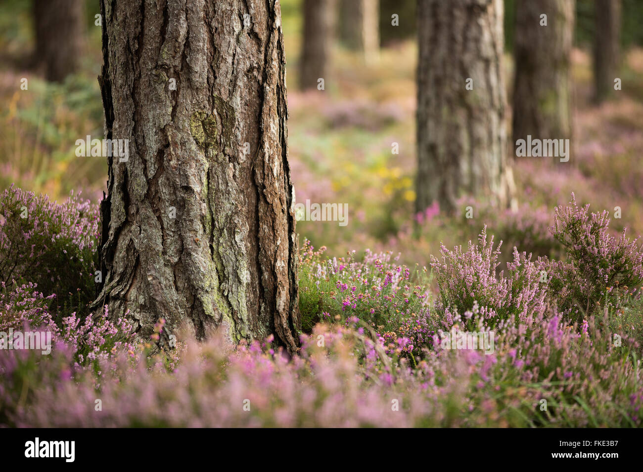 Heather in Wareham Wäldern im Spätsommer, Dorset, England, UK Stockfoto