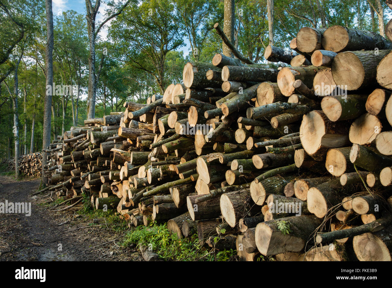Protokolle gestapelt in den Wäldern, Milborne Wick, Somerset, England, UK Stockfoto