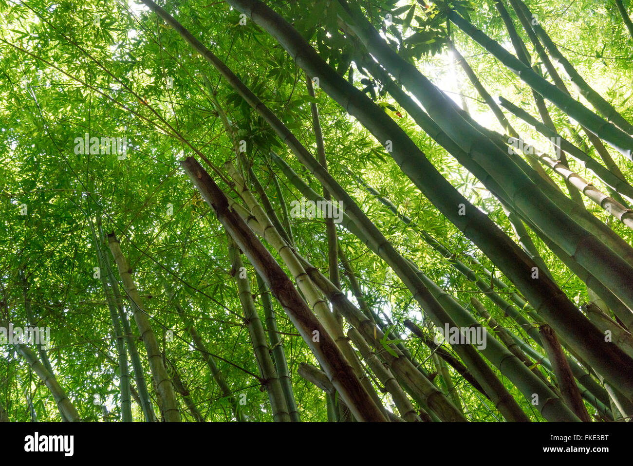 Niedrigen Winkel Blick auf Bambusbäume im Wald, Trinidad, Trinidad und Tobago Stockfoto