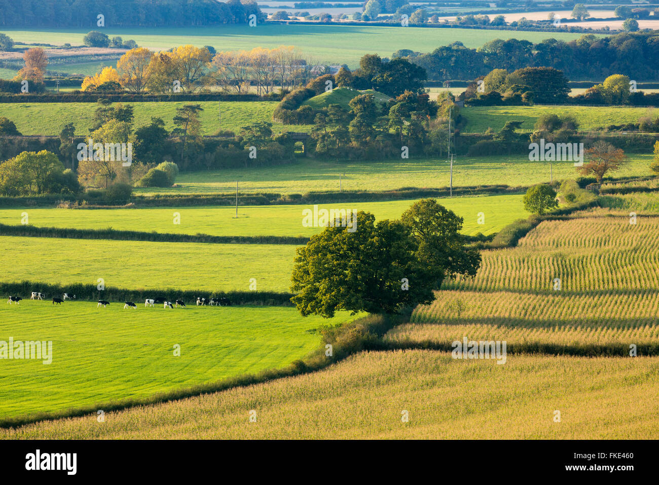 Herbstfärbung im Tal rund um Milborne Wick, Somerset, England, UK Stockfoto
