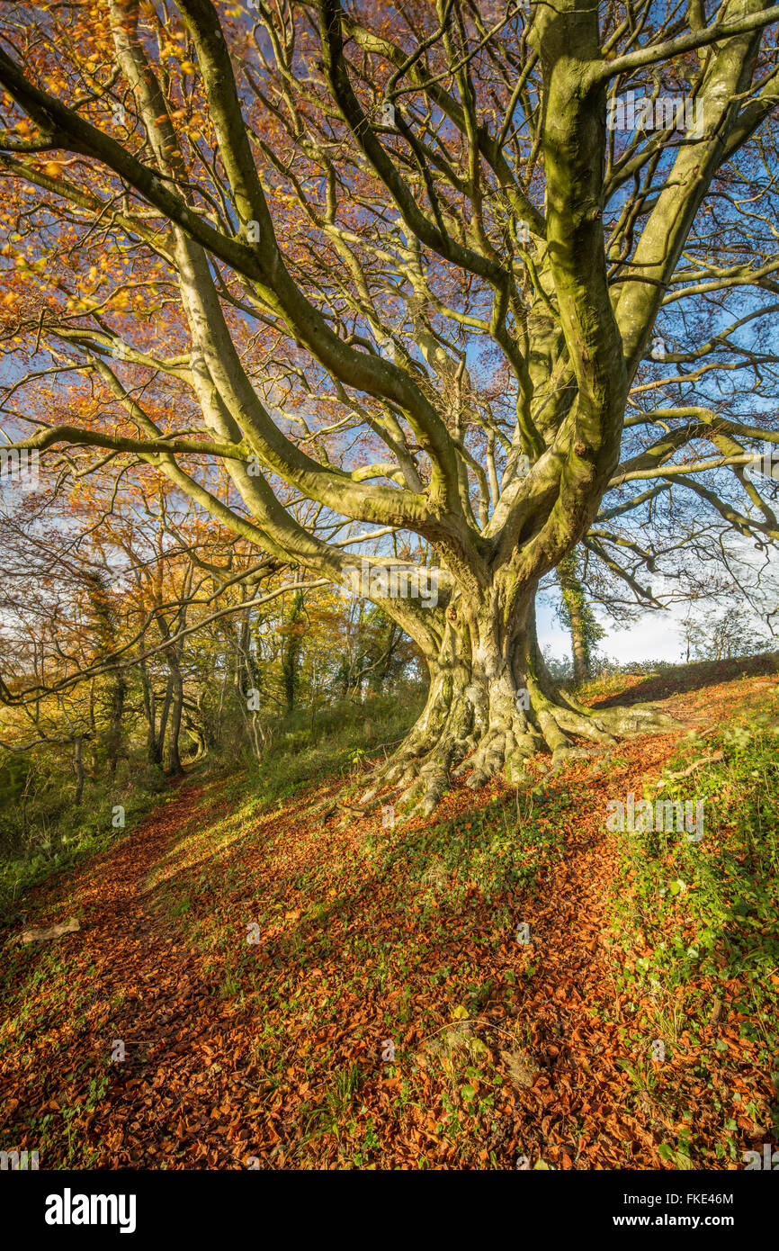 die Buche in den Wäldern im Herbst nr Milborne Wick, Somerset, England, UK Stockfoto