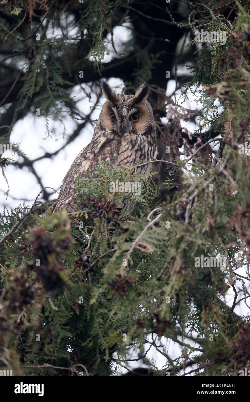 Waldohreule, Asio Otus, einziger Vogel im Baum, Ungarn, Februar 2016 Stockfoto