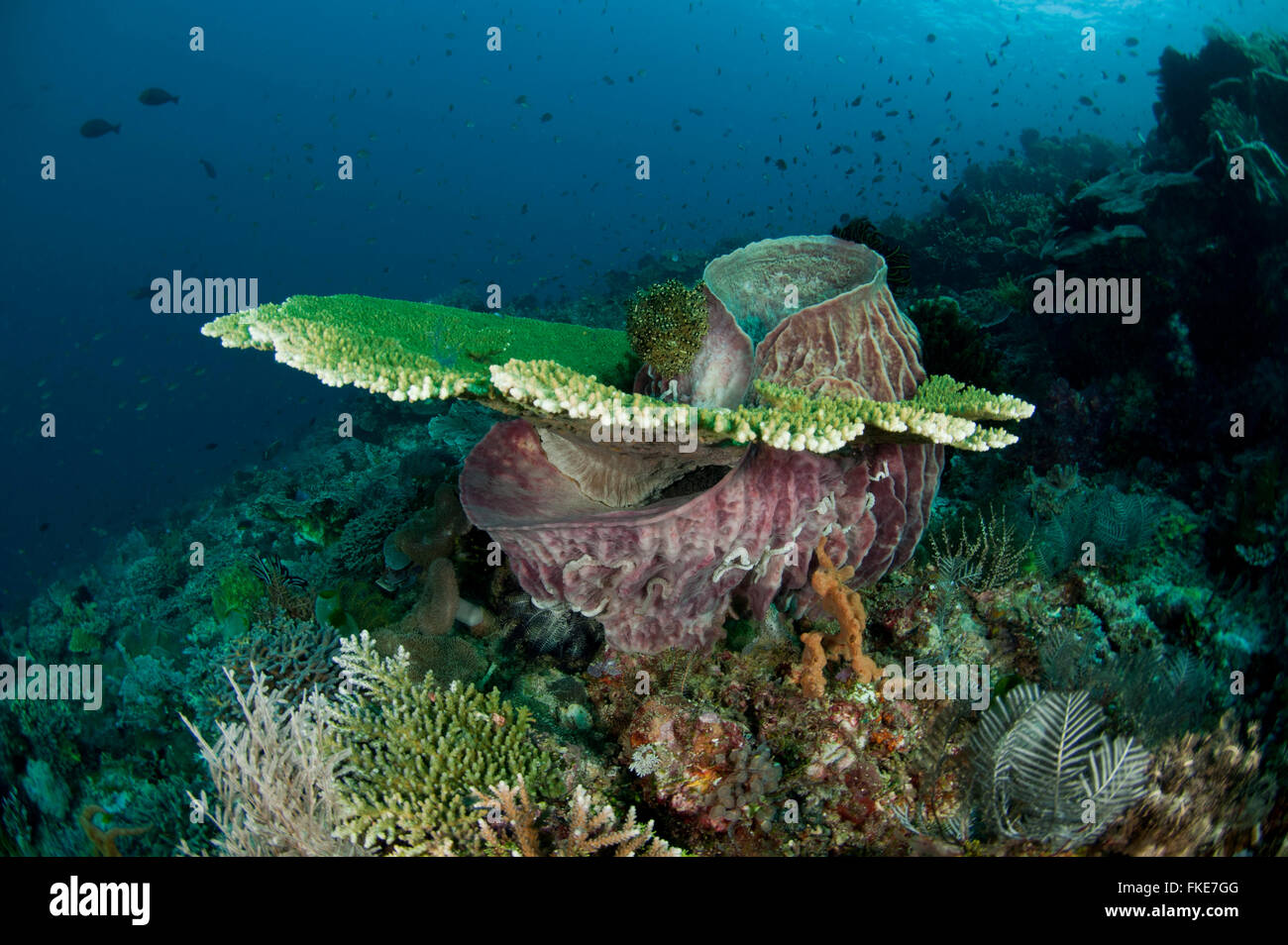 Teller-Korallen (Acropora SP.) um ein Fass-Schwamm (Xestospongia Testudinaria) wachsen. Stockfoto