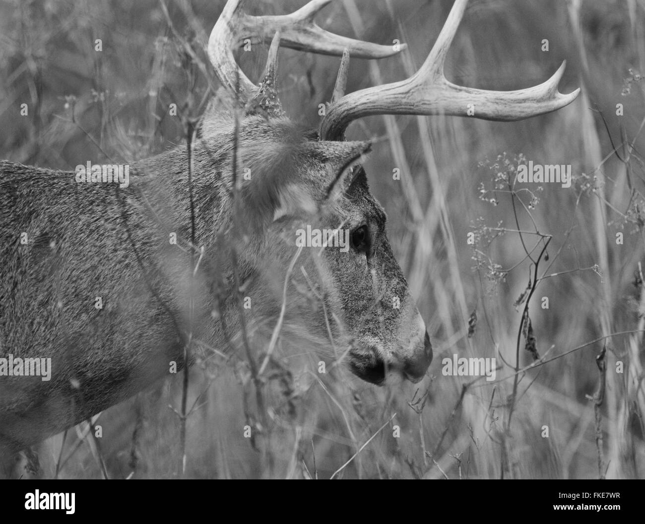 Schwarz / weiß Bild der Rehe auf der Wiese im Wald Stockfotografie - Alamy