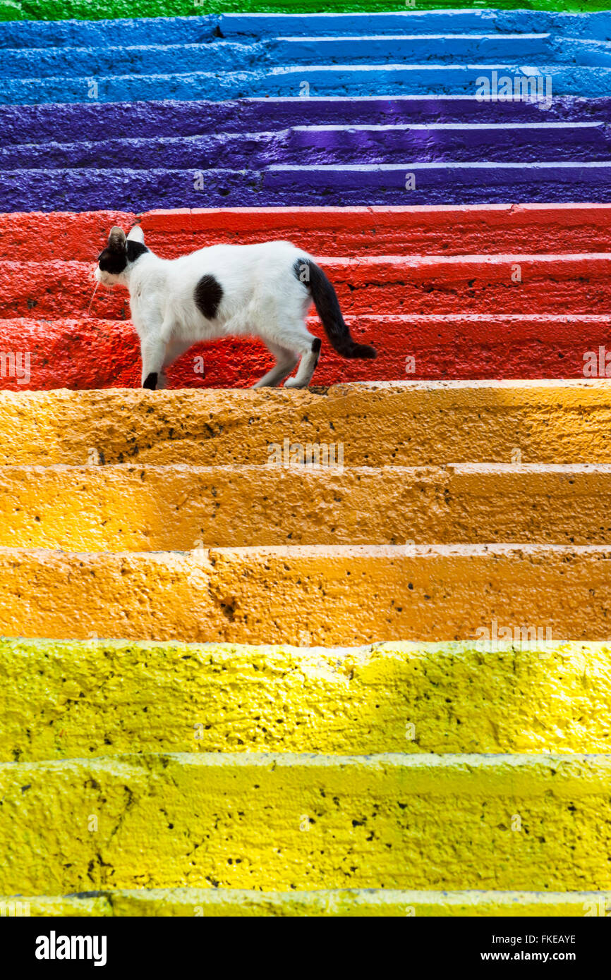 Katze stehend auf bunt bemalte Schritte, Karakoy Region, Istanbul, Türkei Stockfoto