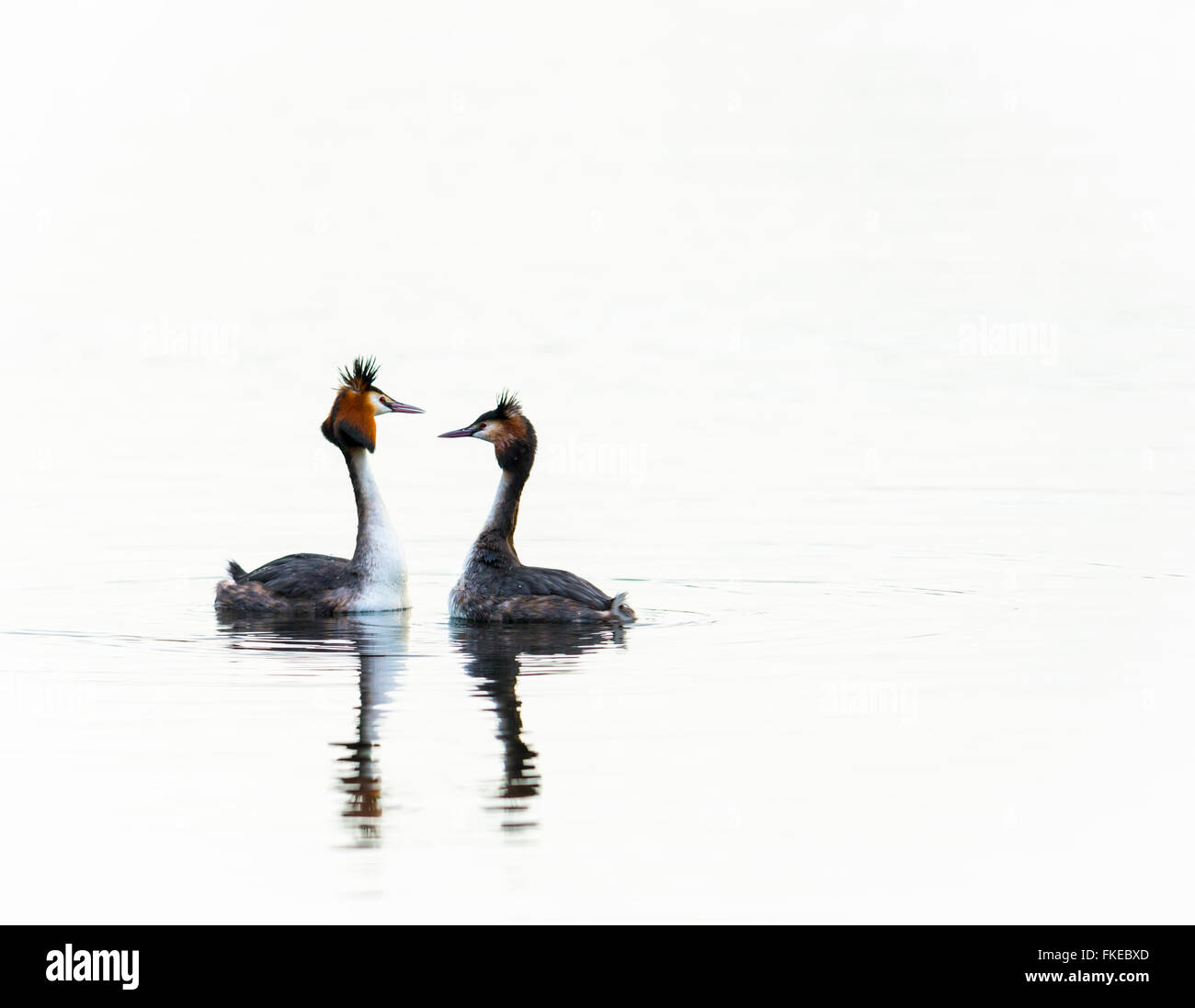Great crested Haubentaucher Durchführung einer Balz Stockfoto