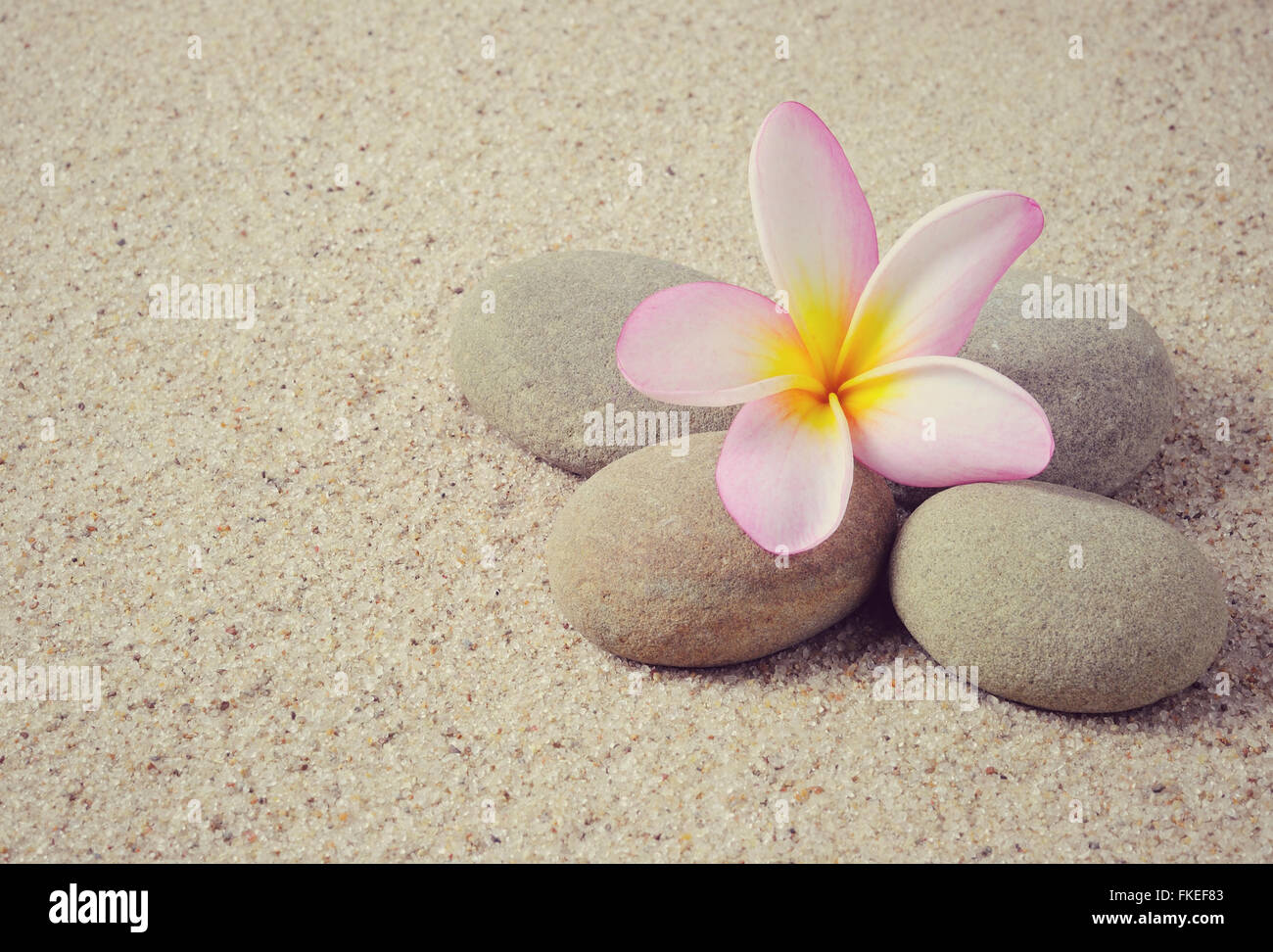 Frangipani Blume auf einem Zen Steinen mit Sand Hintergrund Stockfoto