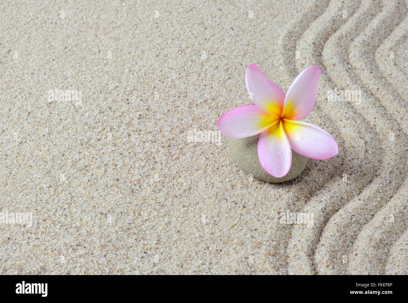 Frangipani Blume auf einem Zen Steinen mit Sand Hintergrund, Textfreiraum verfügbar Stockfoto