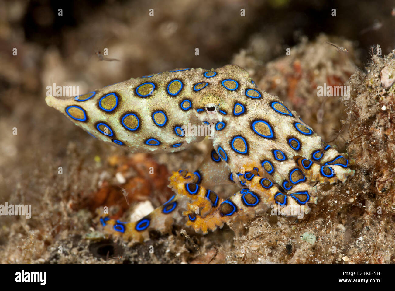 Blau-beringte Krake (Hapalochlaena Lunulata) Jagd. Stockfoto