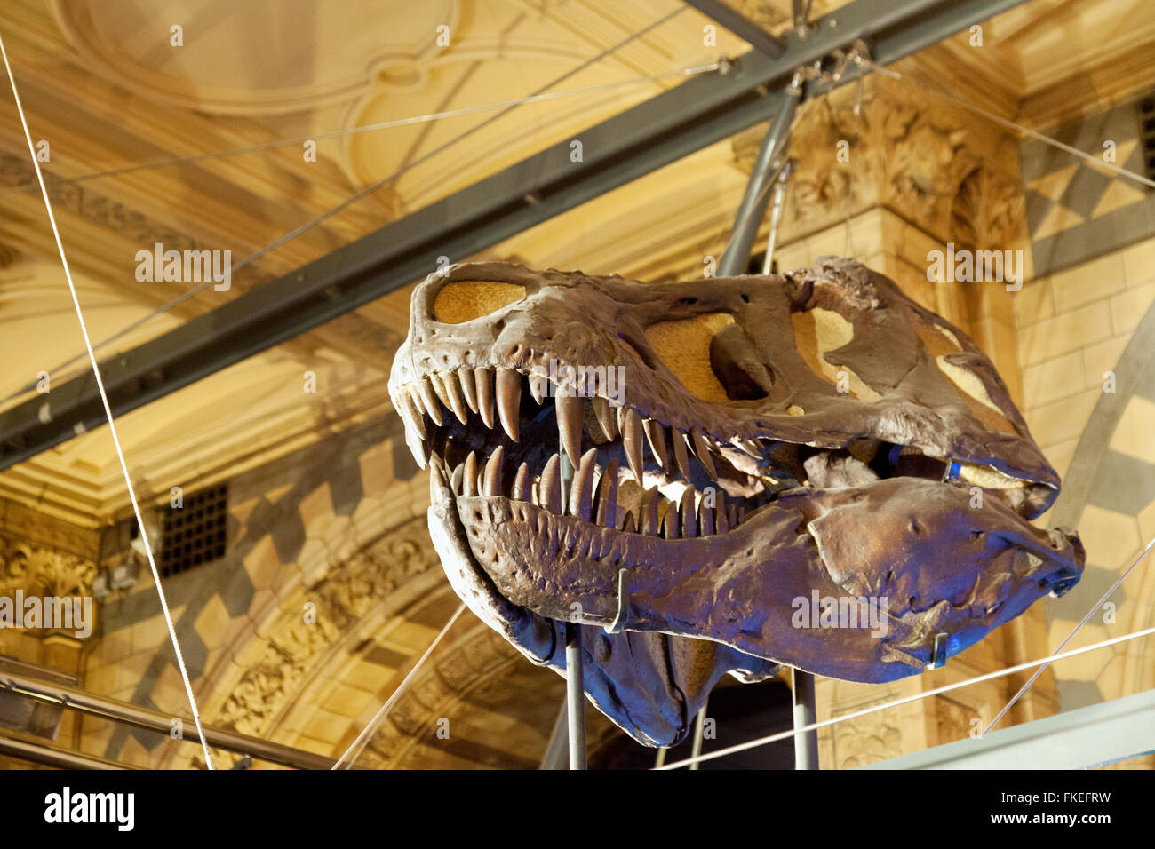 Der versteinerte Schädel von einem T-Rex (Tyrannosaurus Rex) Dinosaurier, Natural History Museum, London UK Stockfoto