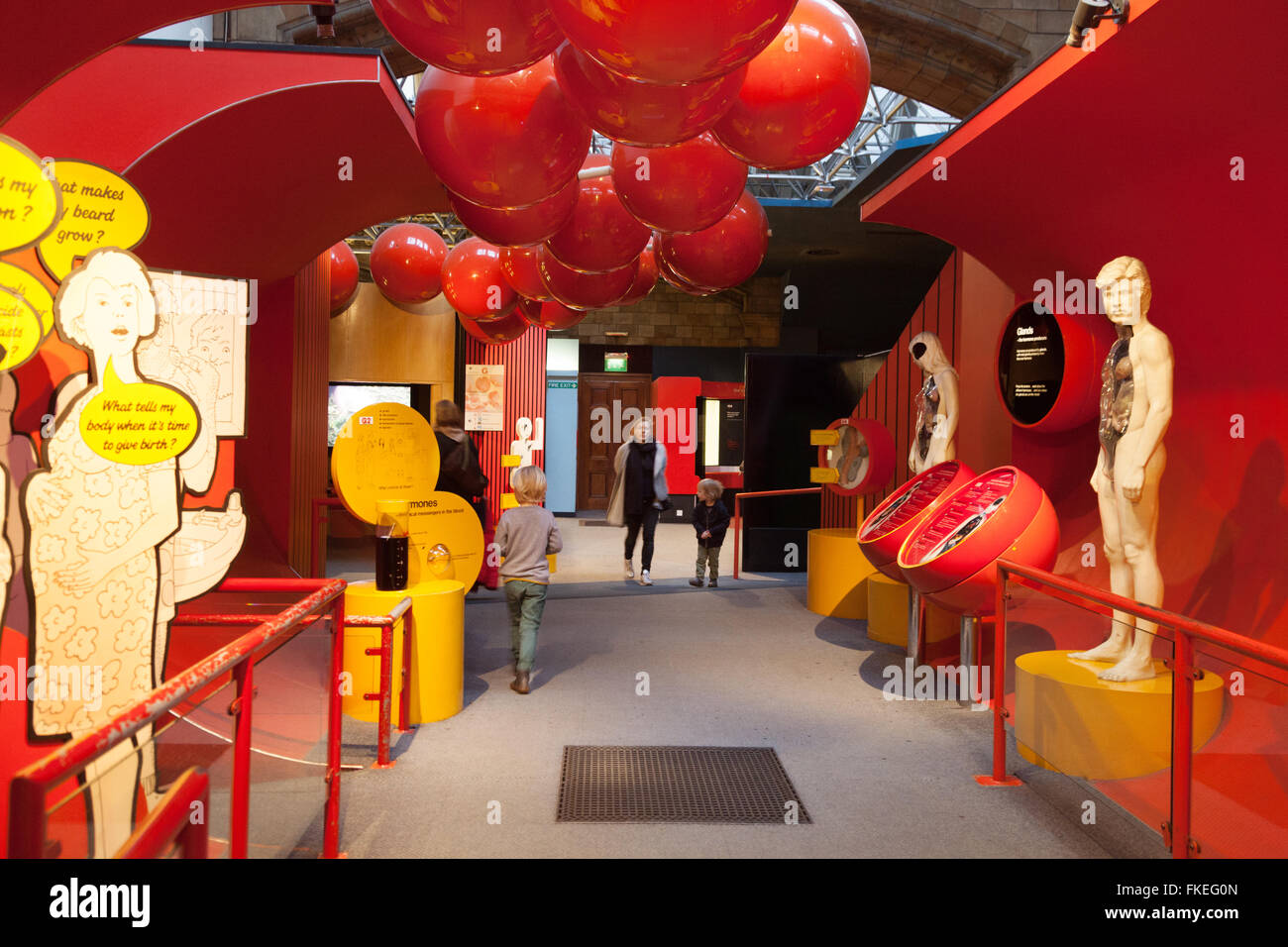 Menschliche Biologie Bildung; Eltern und Kinder lernen über Menschliche Biologie; Natural History Museum, London, Großbritannien Stockfoto