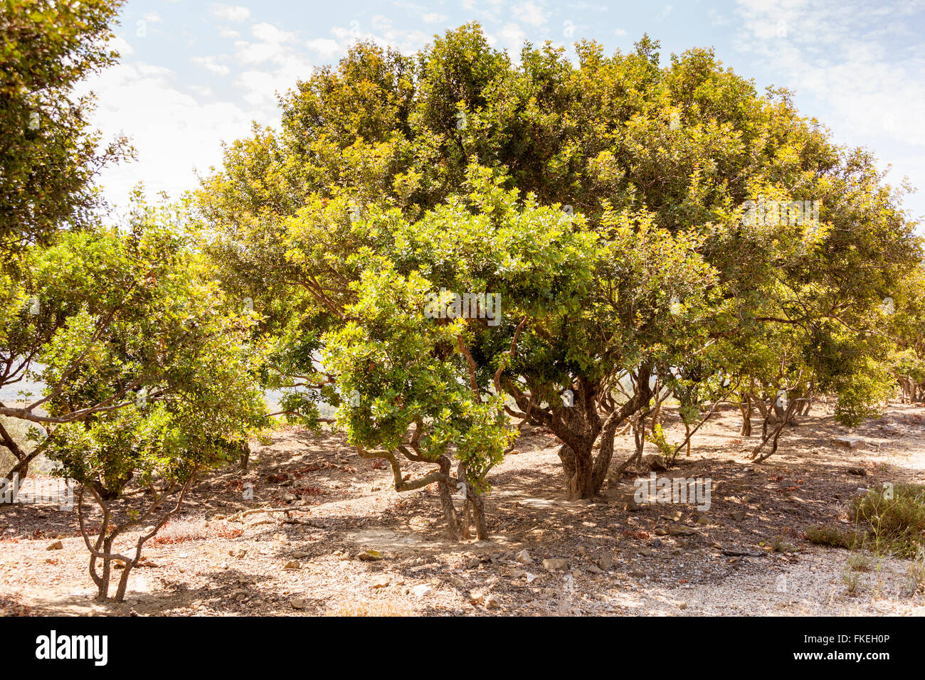 Pistacia Lentiscus Baum, auch bekannt als der Mastixstrauch, Chios, Griechenland Stockfoto
