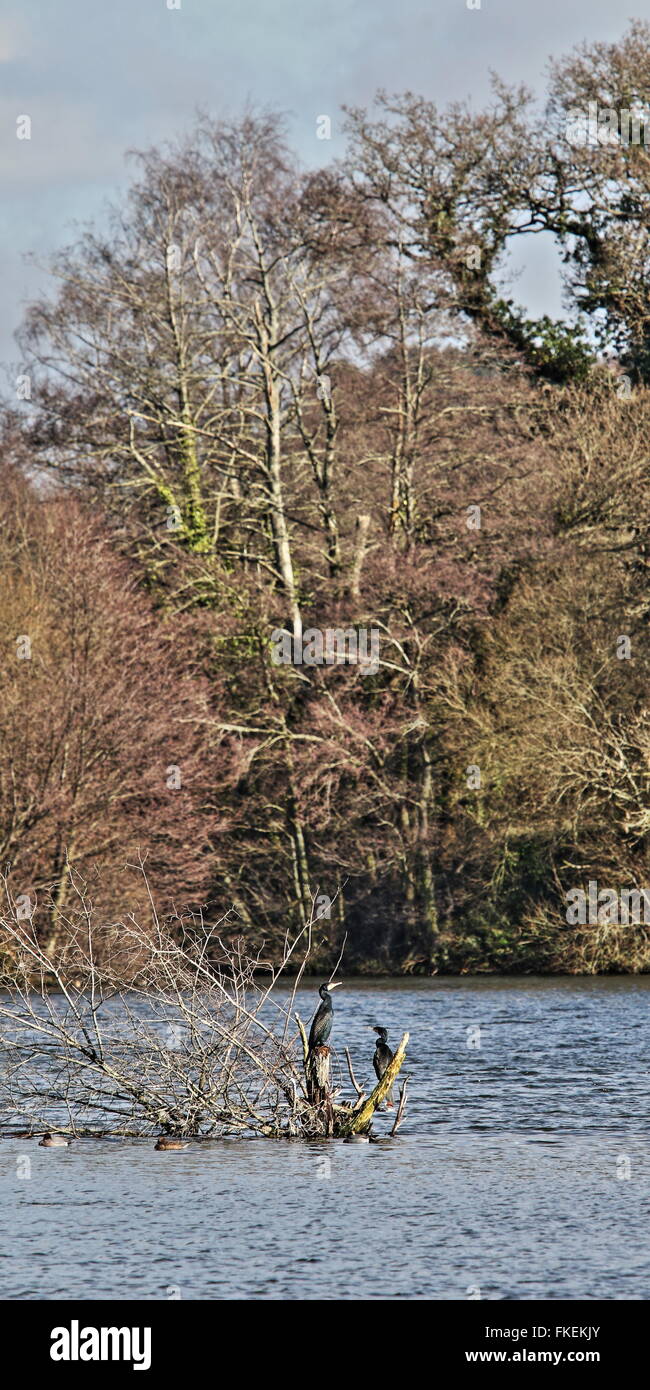 Ansicht der Kormorane auf Ivy See, Blashford Seen in der Nähe von Ringwood, Hampshire Stockfoto