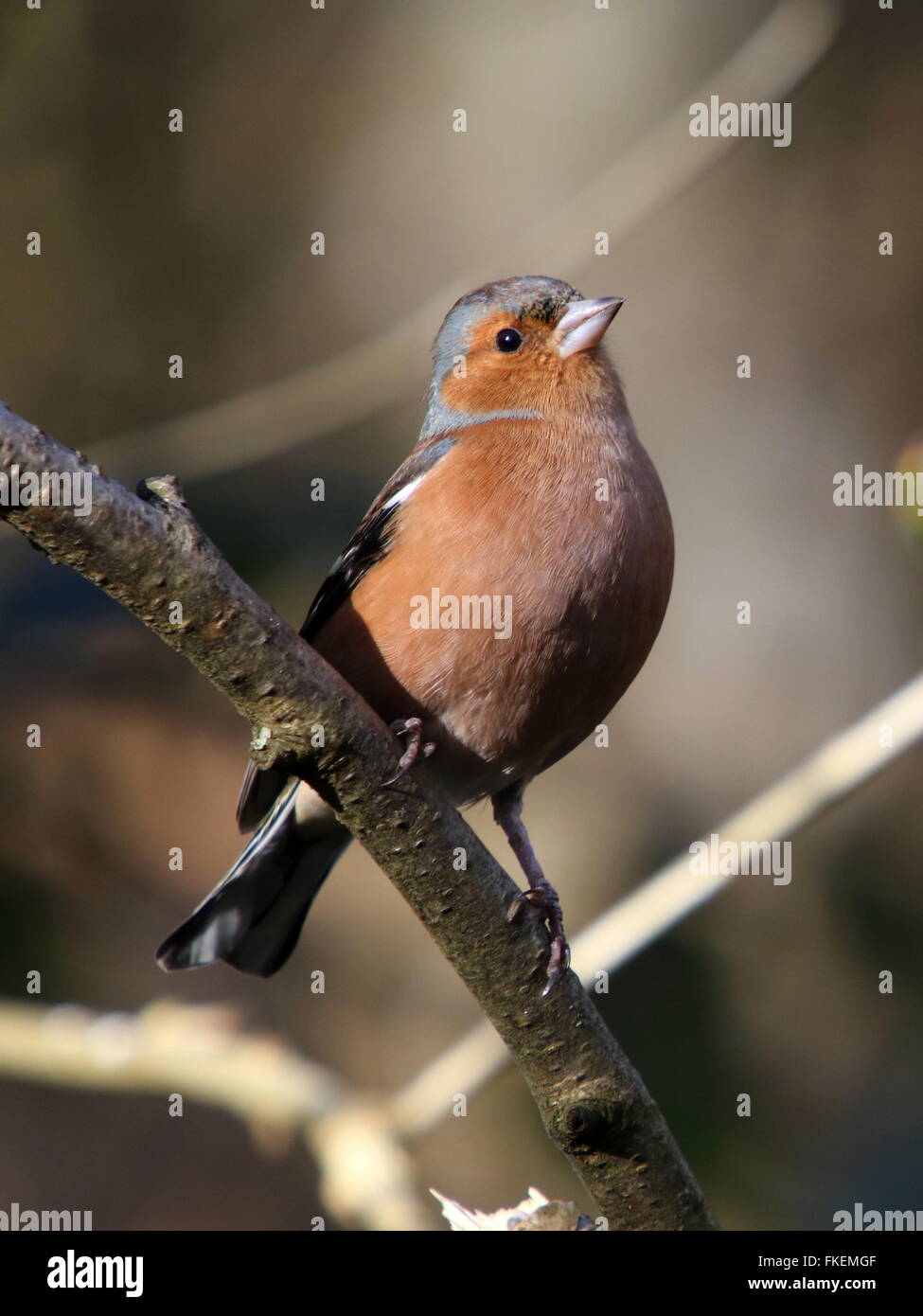 Buchfink auf einem Ast Stockfoto