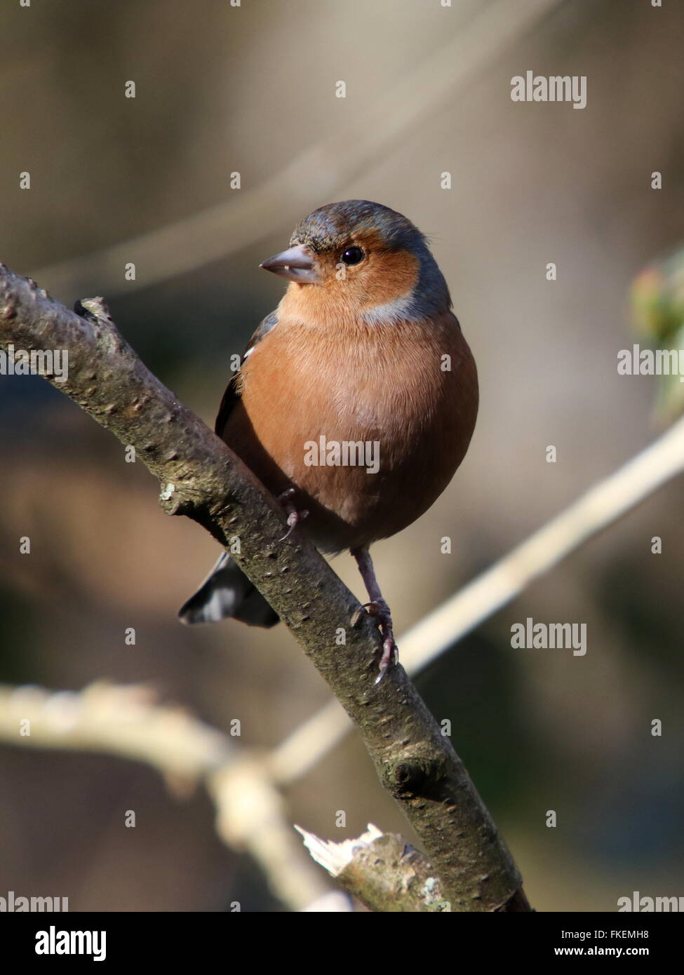 Buchfink auf einem Ast Stockfoto