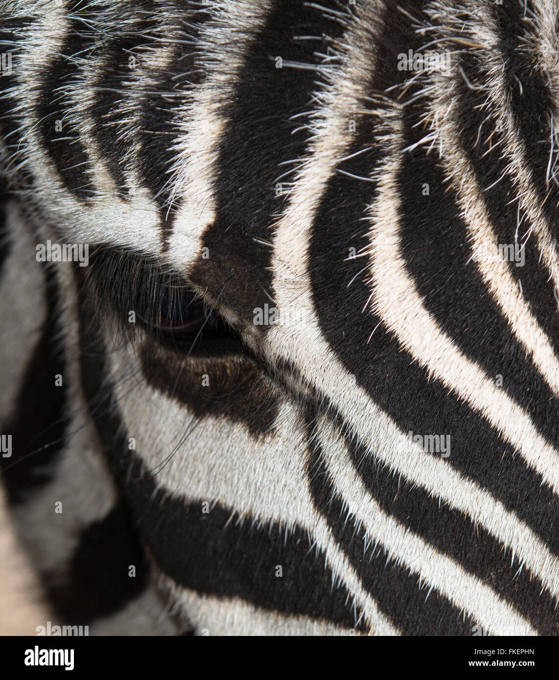 Schnauze gestreift schwarz / weiß Zebra Stockfoto