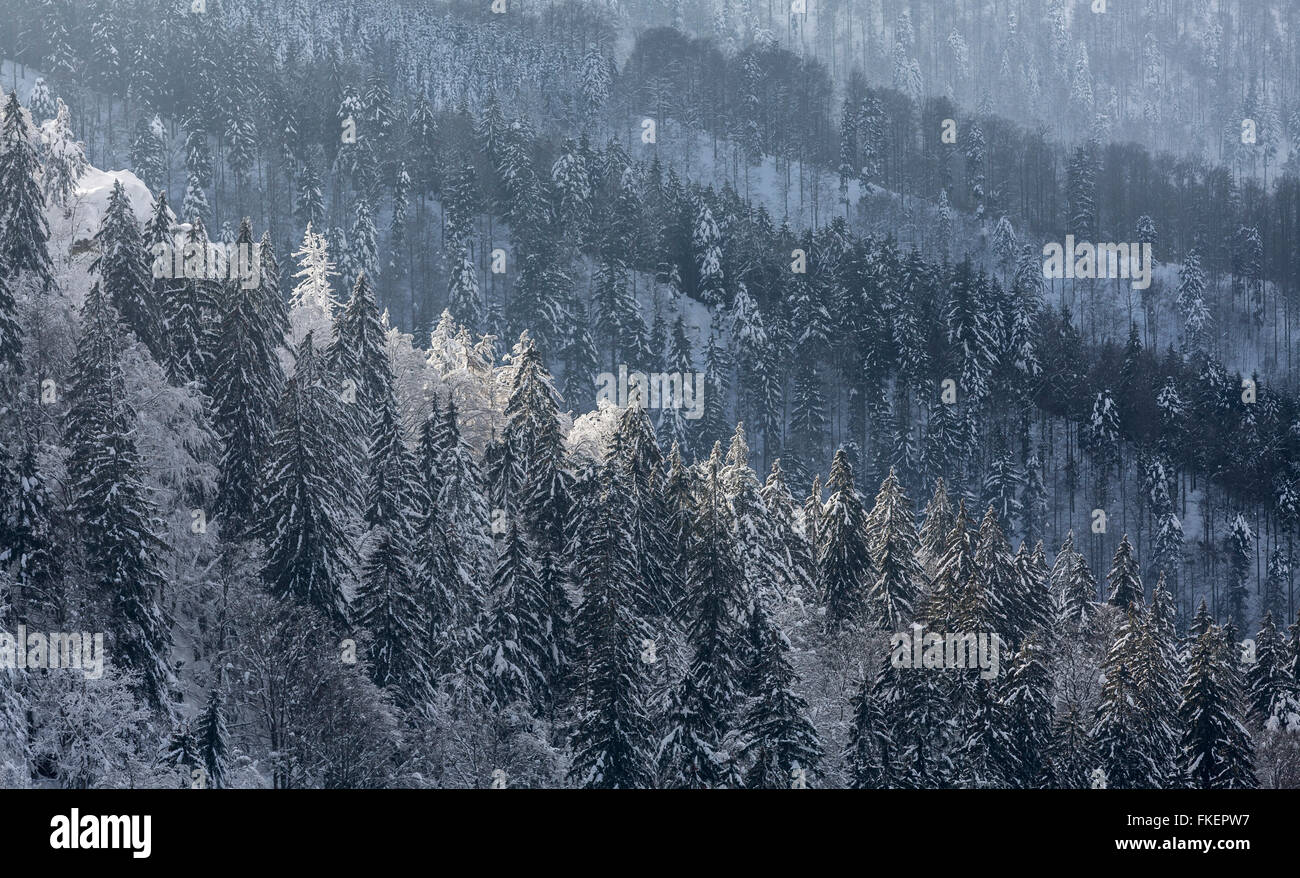 Winterlandschaft mit schneebedeckten Fichten Bäume, Kandel-Berg, Schwarzwald, Baden-Württemberg, Deutschland Stockfoto