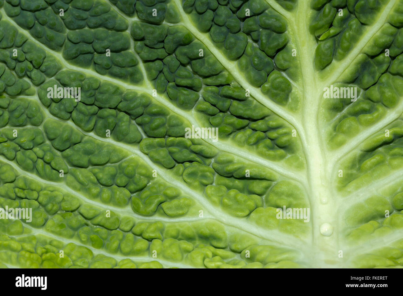 Nahaufnahme von Savoyen Kohlblatt (Brassica Oleracea) Stockfoto
