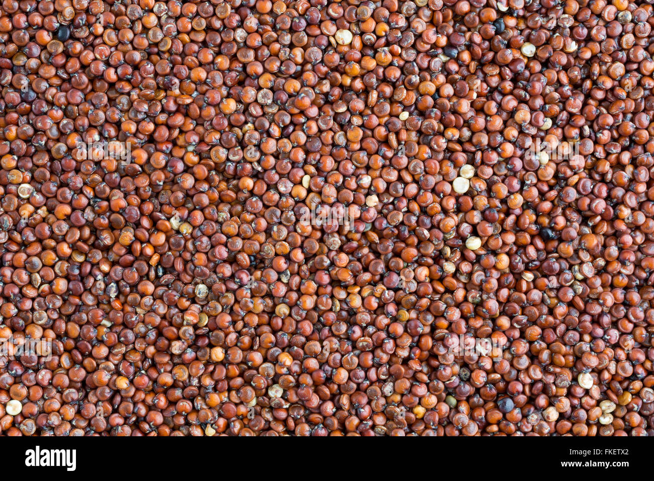 Ganz in der Nähe Blick auf Bio rote Quinoa. Stockfoto