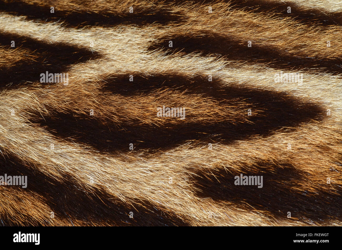 Nahaufnahme des Leoparden-Fell Stockfoto