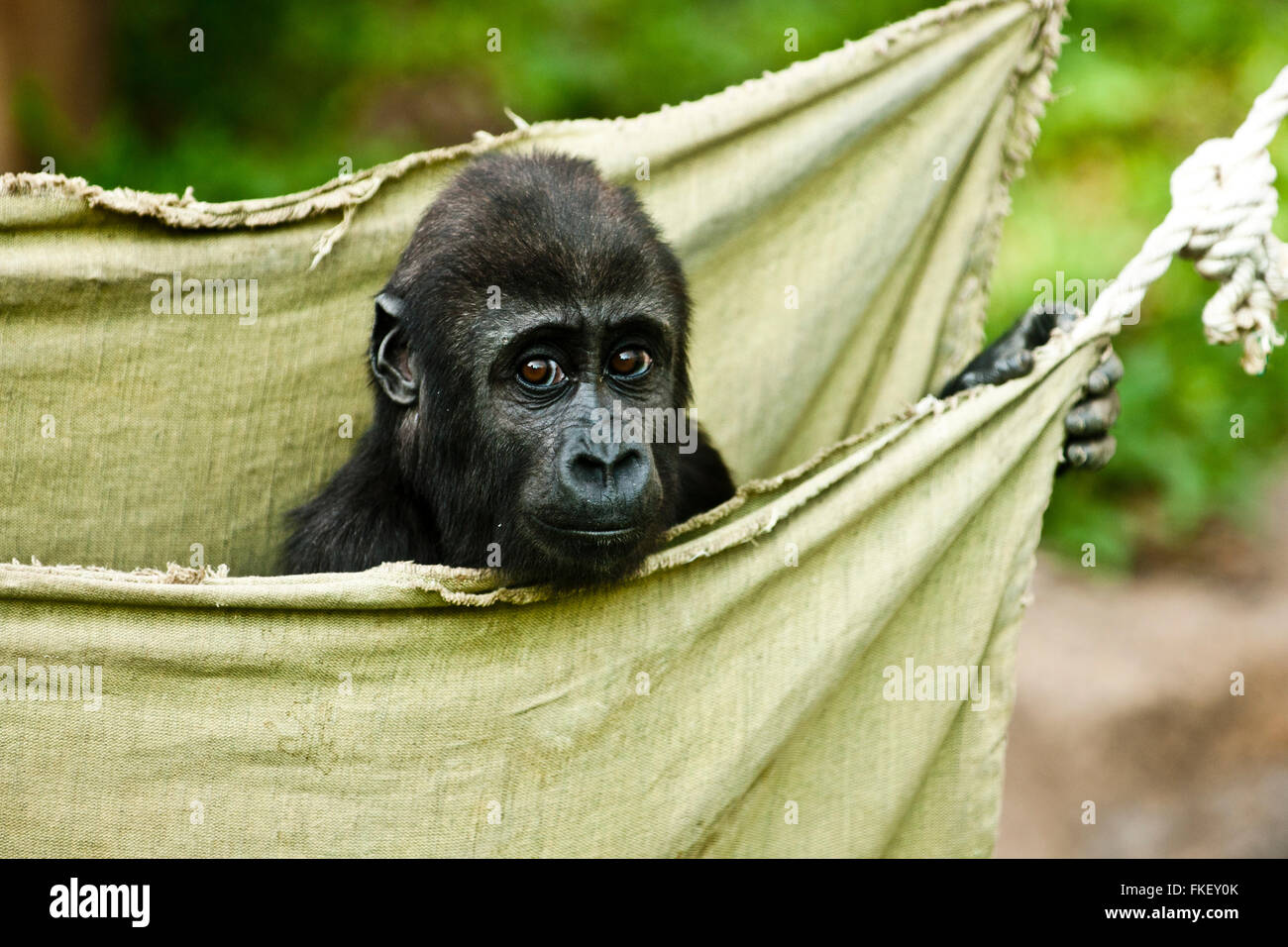 Schwarzen Gorillababy in Hängematte Blick auf Kamera Stockfoto