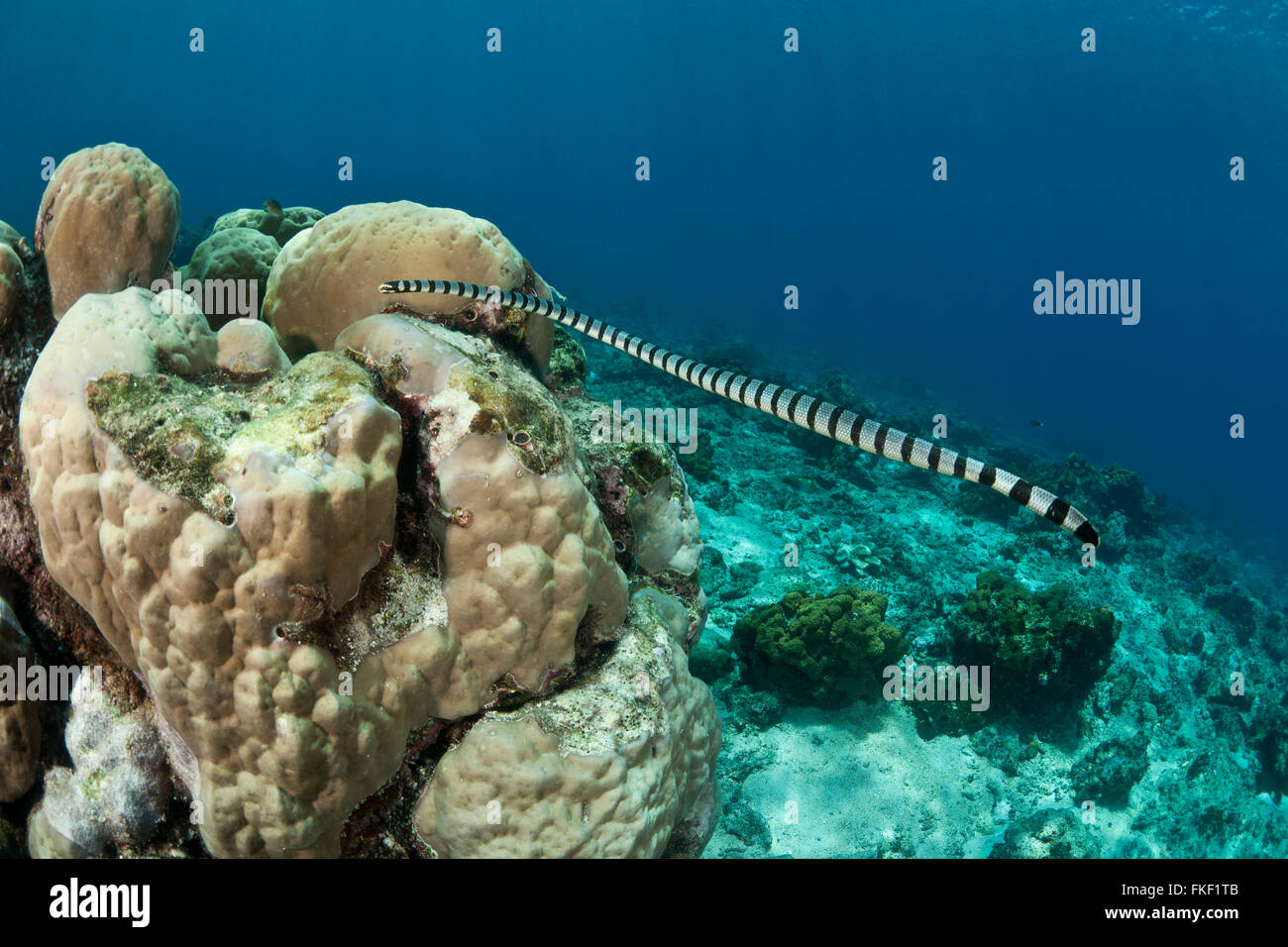 Gebändert Meer Krait oder gelbe Lippe Meer Krait (Laticauda Colubrina) Stockfoto
