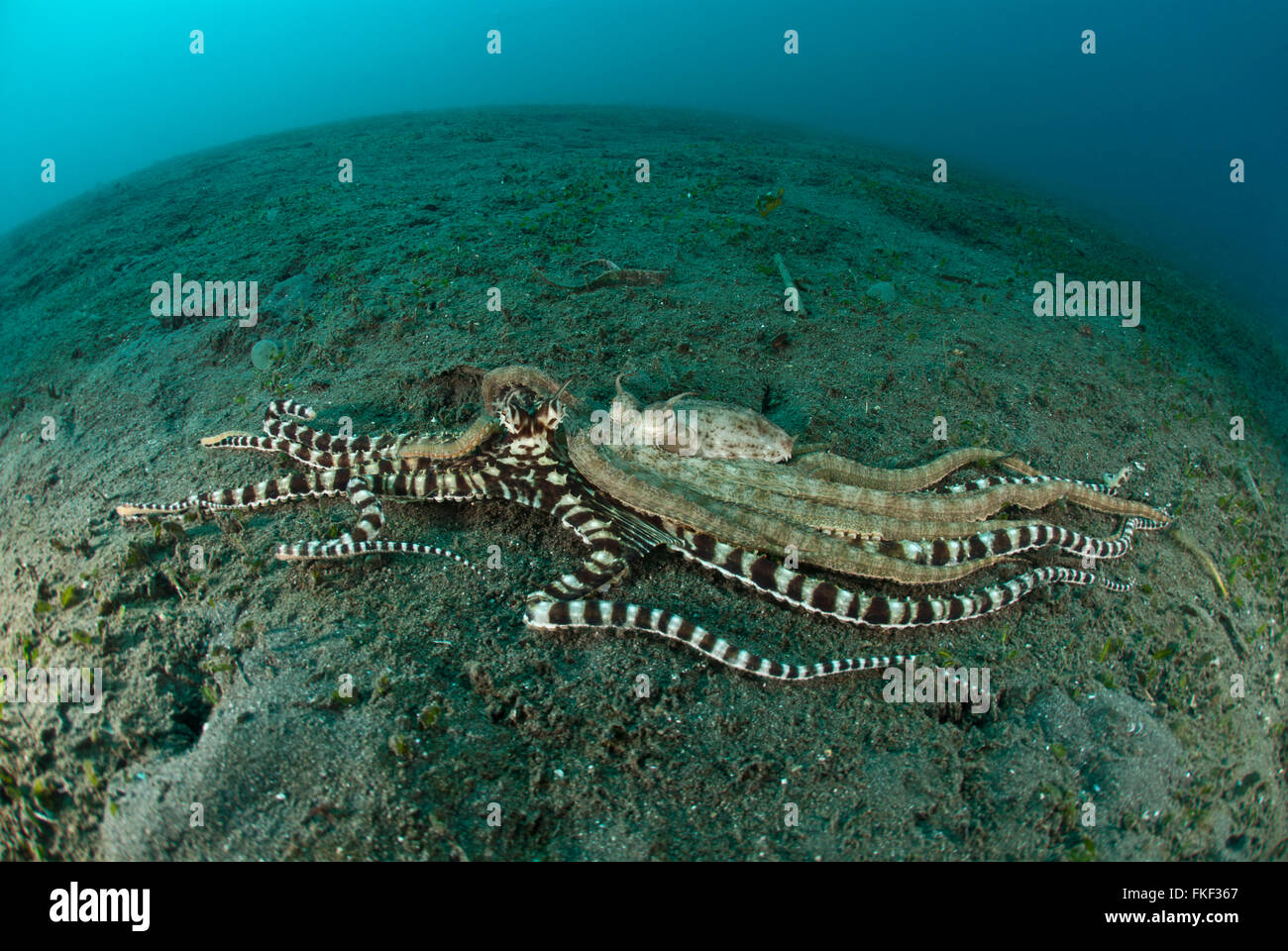 Oktopus (Thaumoctopus Mimicus) Paarung zu imitieren Stockfoto