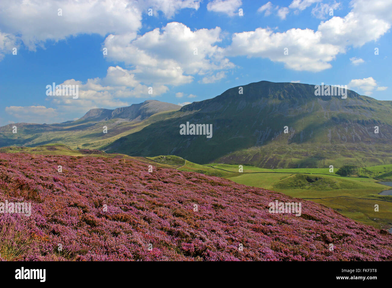 Landschaft um den See Cregennan und Cadair Idris Gwynedd Wales Stockfoto