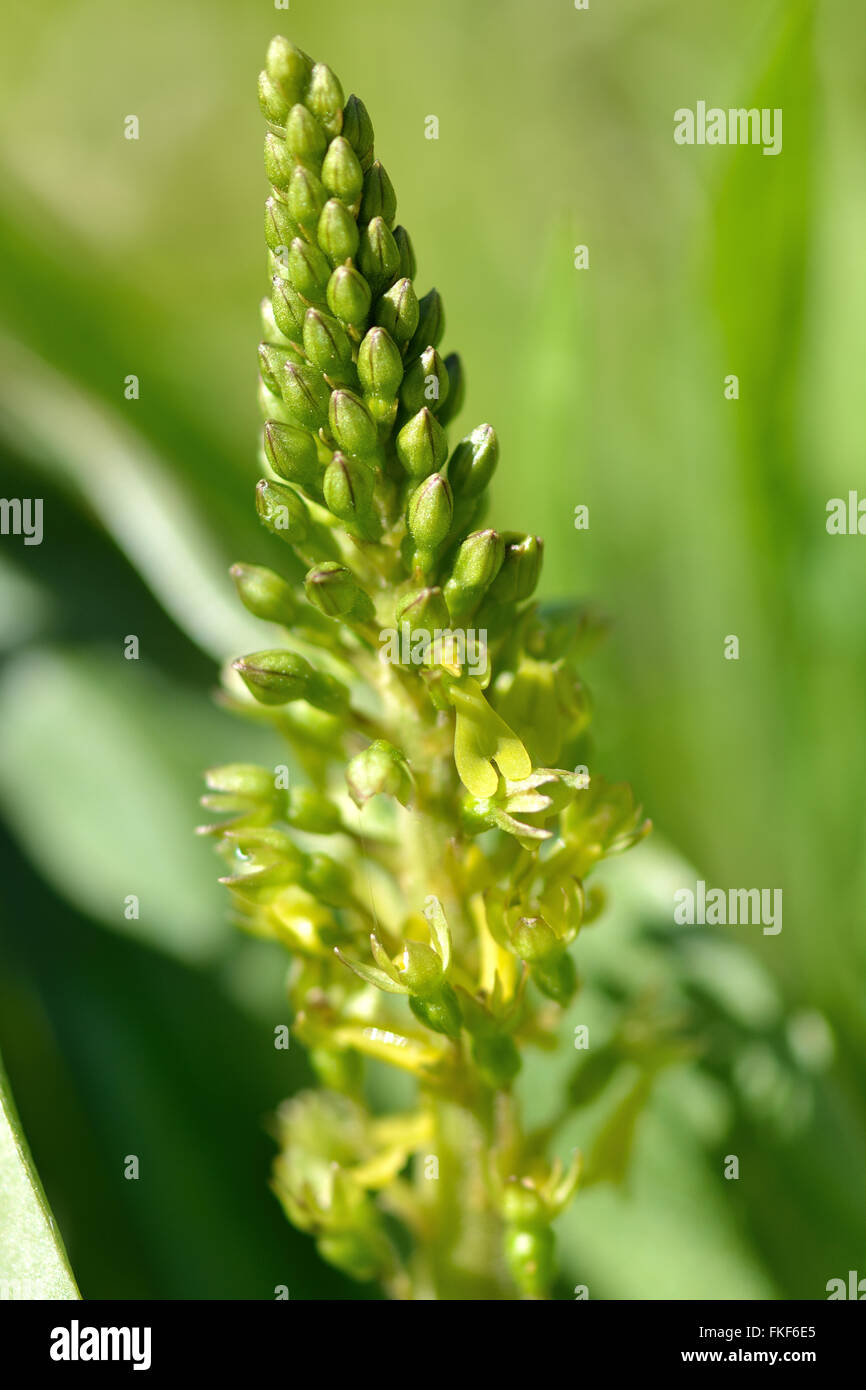 Gemeinsame Nestwurzen (Neottia Ovata) hautnah. Grüne Blume von seltenen Pflanzen in der Familie Orchidaceae, zeigt Detail Blumen Stockfoto