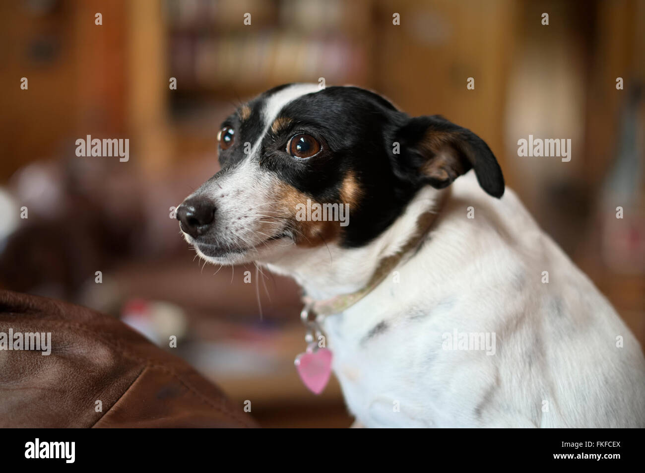 Ratte Terrier Hund drinnen. Portraitbild Stil Stockfoto