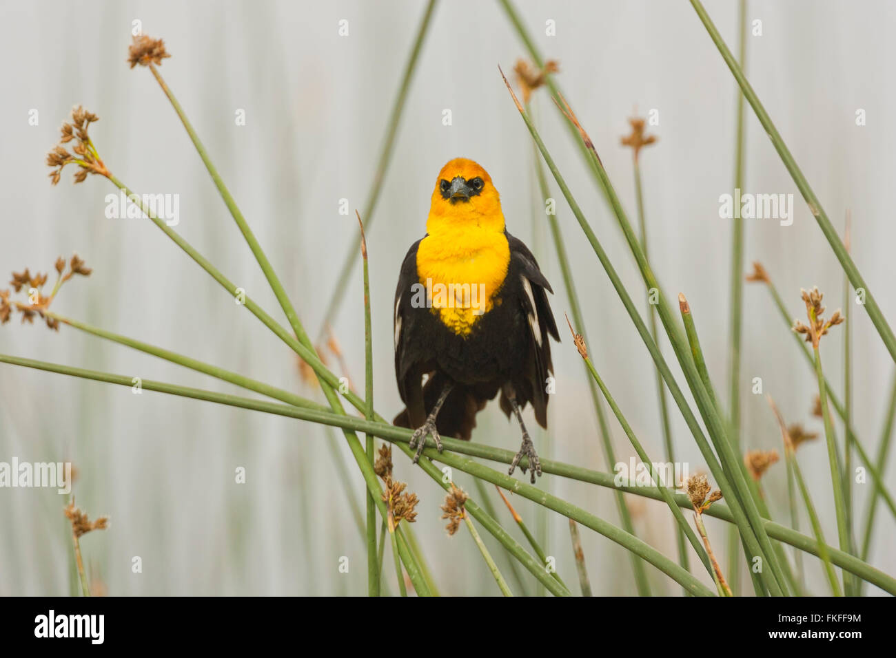 Männliche gelb-vorangegangene Amsel thront auf Rohrkolben in einem Süßwasser-Sumpf, sein bevorzugter Lebensraum. Bärenfluss Zugvogel Zuflucht, Stockfoto