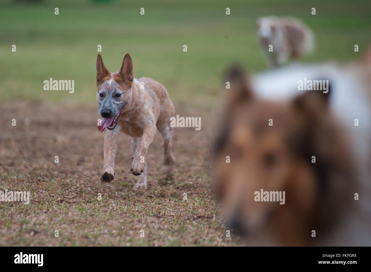 Mischlingshund Hütehund mit dem Pack ausgeführt. Stockfoto