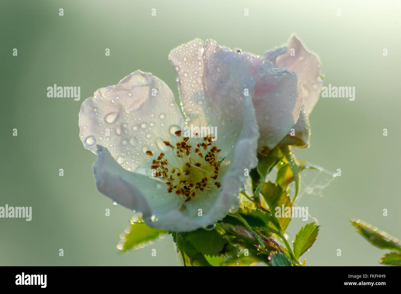 Nahaufnahme von Sweetbriar stieg mit Wassertropfen und Morgenlicht Stockfoto
